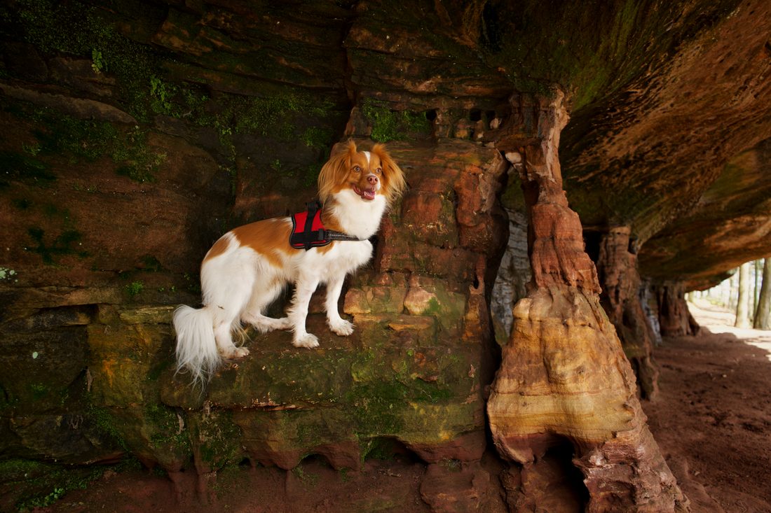 Hund im Freien – Tierfotografie